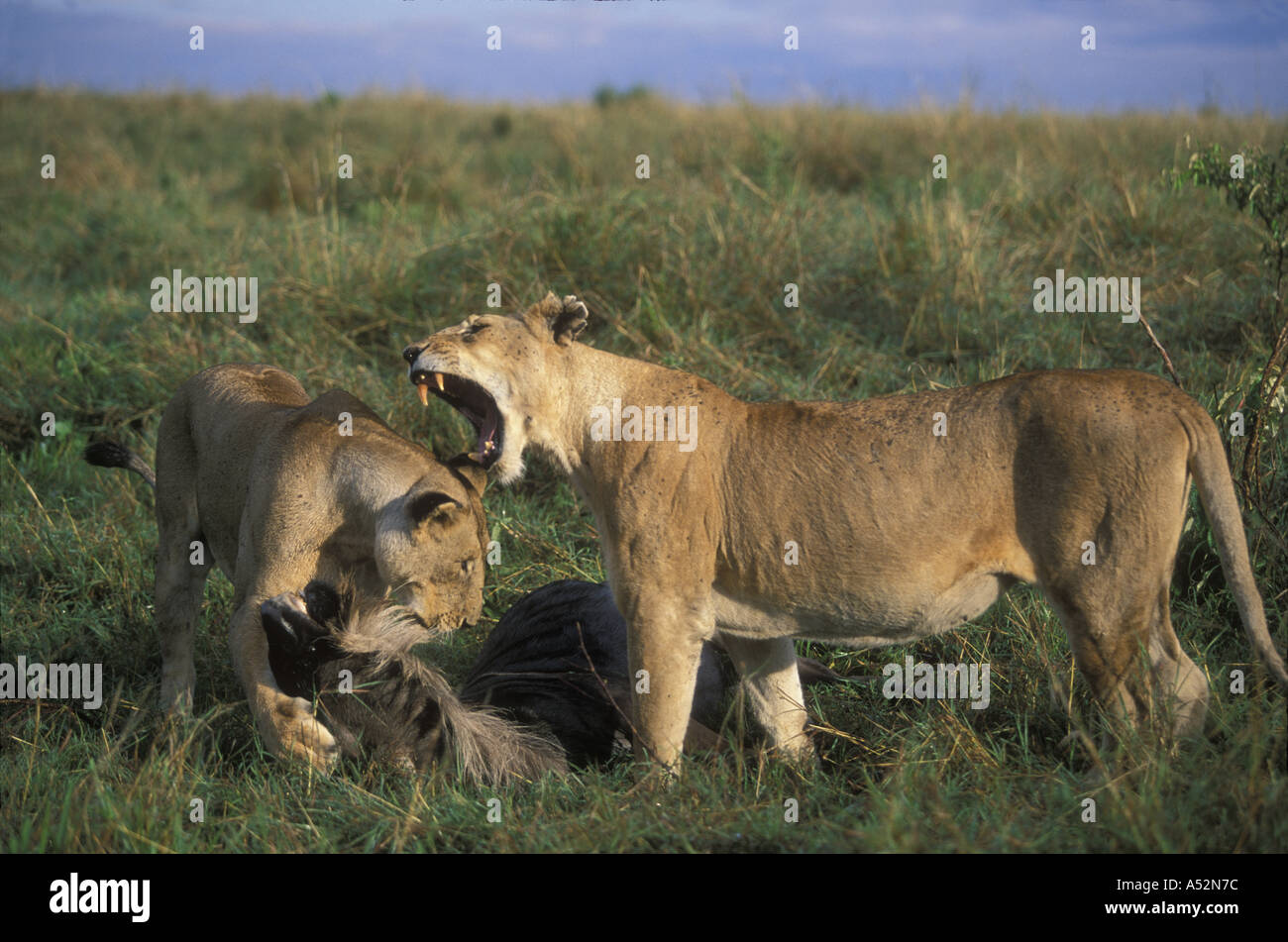 Africa Kenya Masai Mara Game Reserve Two Adult Lionesses Panthera leo ...