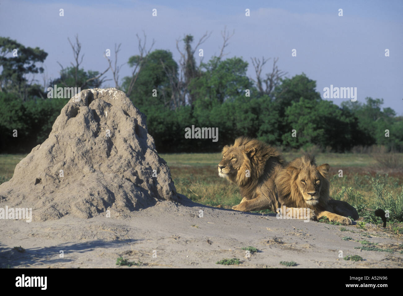 Botswana Moremi Game Reserve Male Lions Panthera leo rest on termite ...