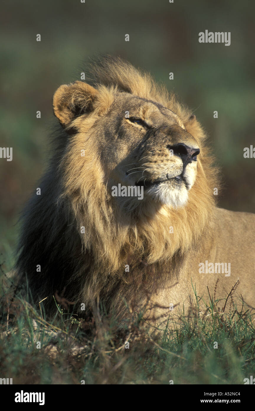 Botswana Moremi Game Reserve Male Lion Panthera leo rests in morning ...