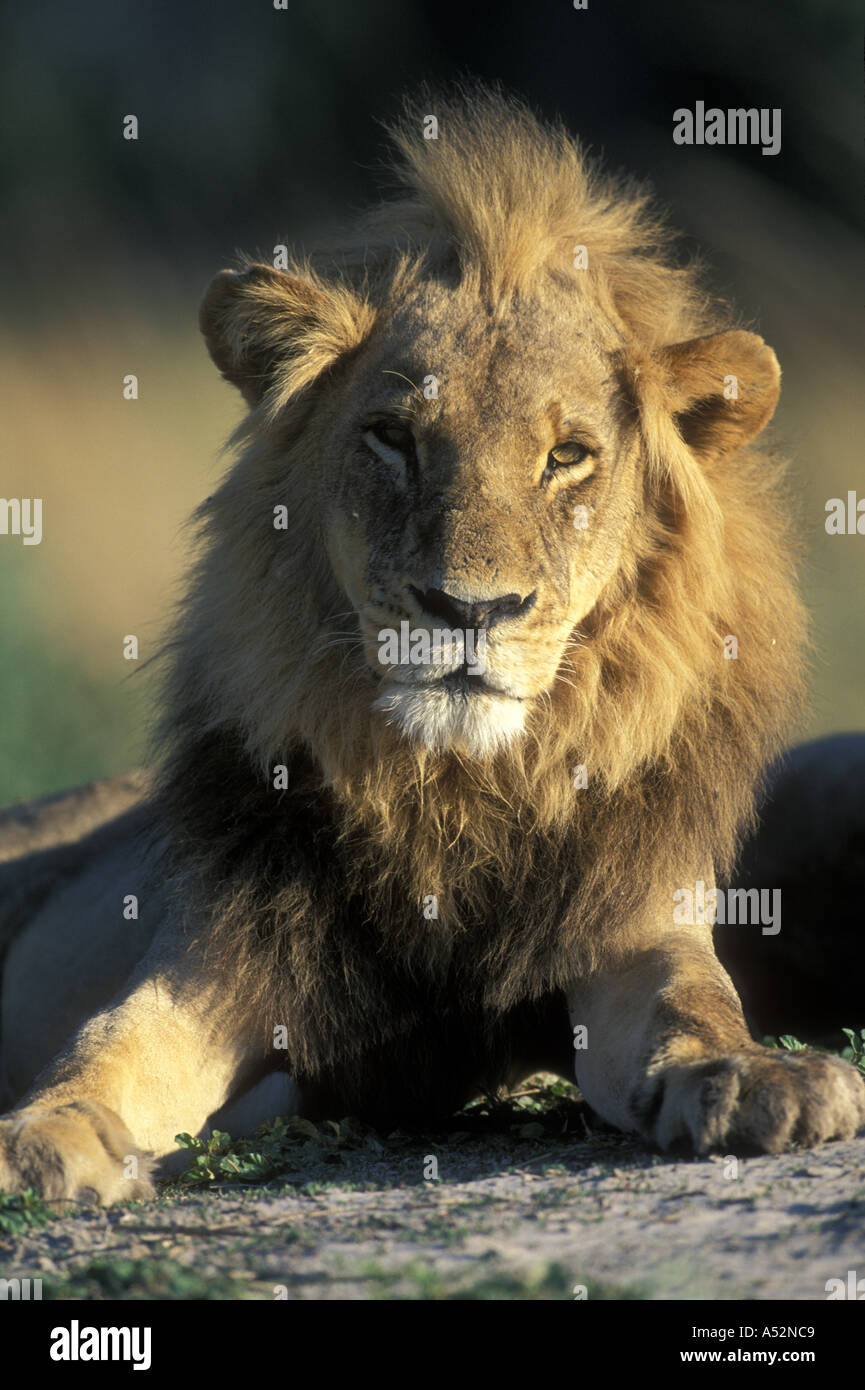 Botswana Moremi Game Reserve Male Lion Panthera leo rests in morning ...