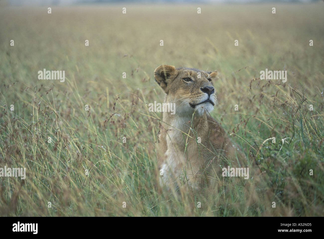 Kenya Masai Mara Game Reserve Adult Lioness Panthera leo sits in tall ...