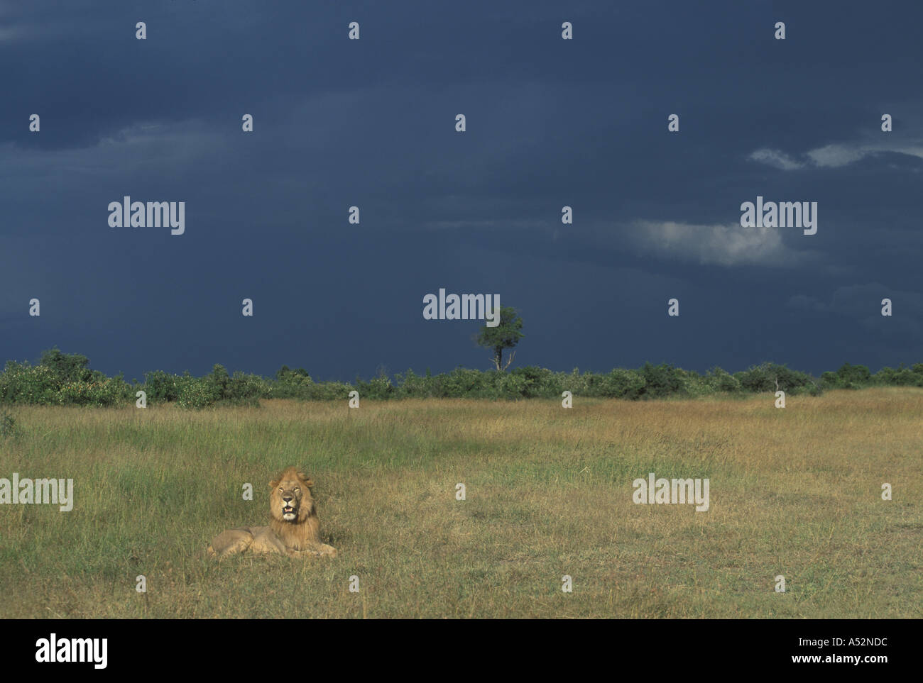 Kenya Masai Mara Game Reserve Adult male Lion Panthera leo sits in ...
