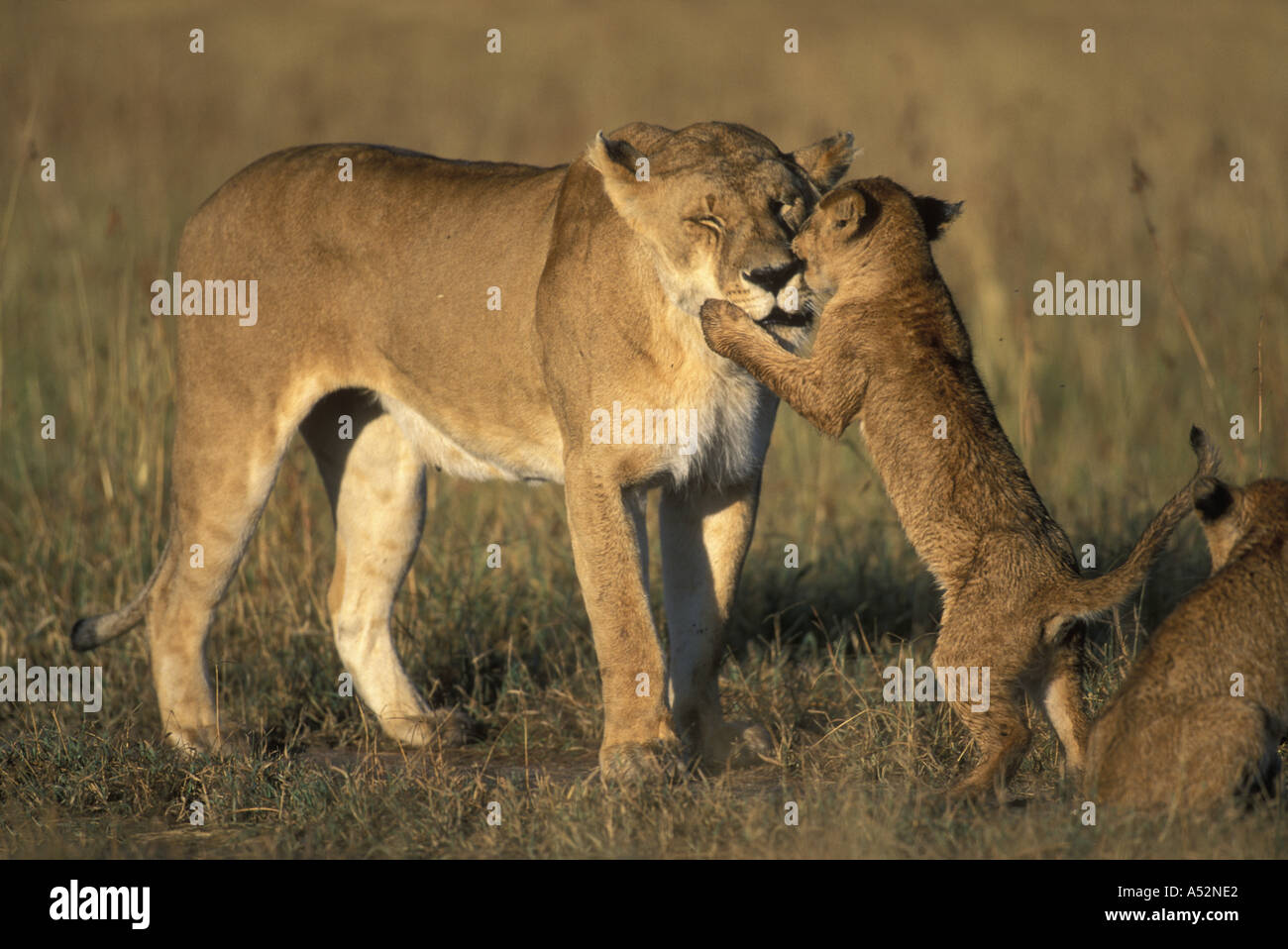 Kenya Masai Mara Game Reserve Lioness Panthera leo plays with young cub ...