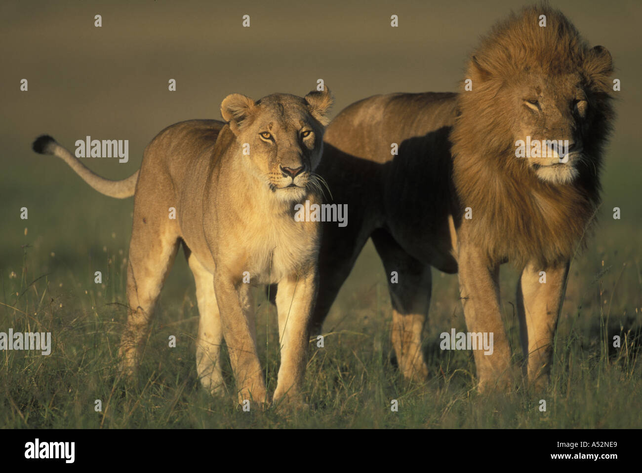 African lion in shadow leo panthera hi-res stock photography and images ...