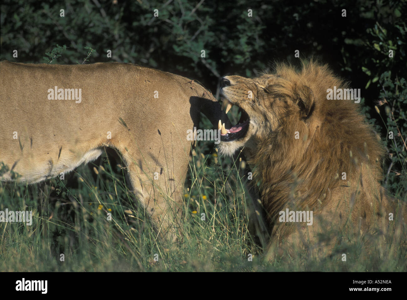 Kenya Masai Mara Game Reserve Male Lion Panthera leo growls in early ...