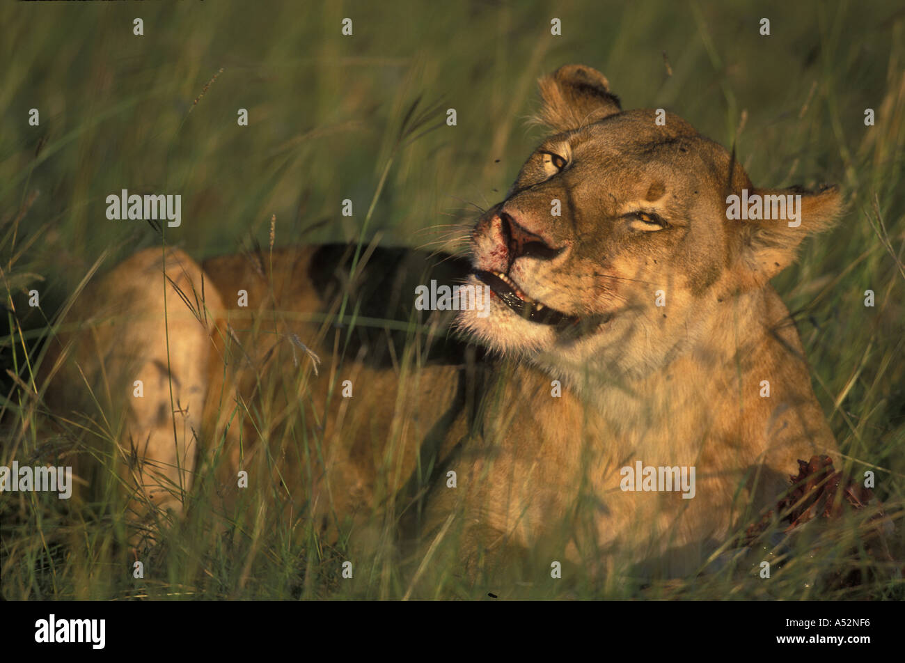 Africa Kenya Masai Mara Game Reserve Lioness Panthera leo feeds on ...
