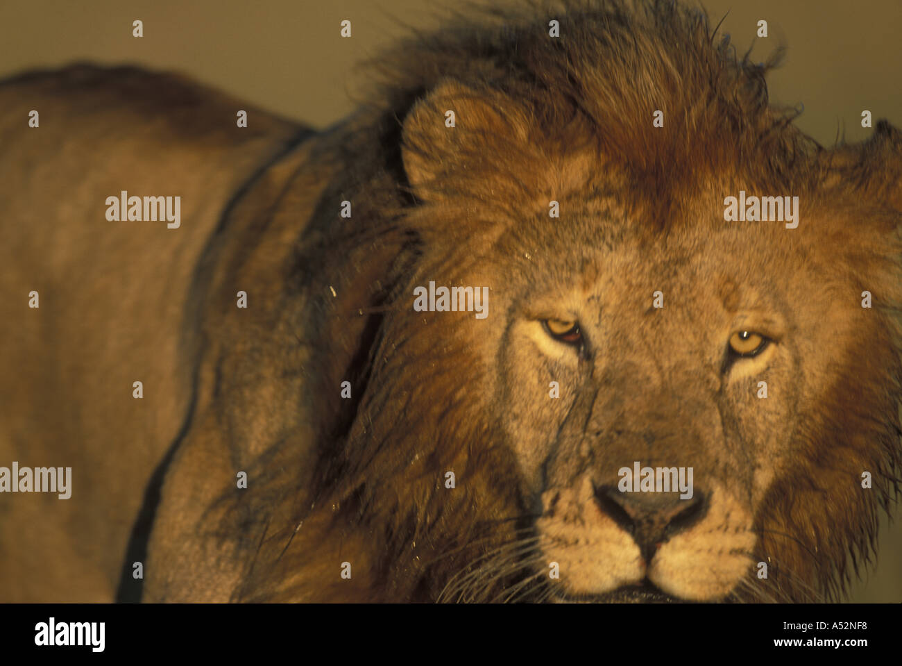 Africa Kenya Masai Mara Game Reserve Blurred image of Male Lion ...