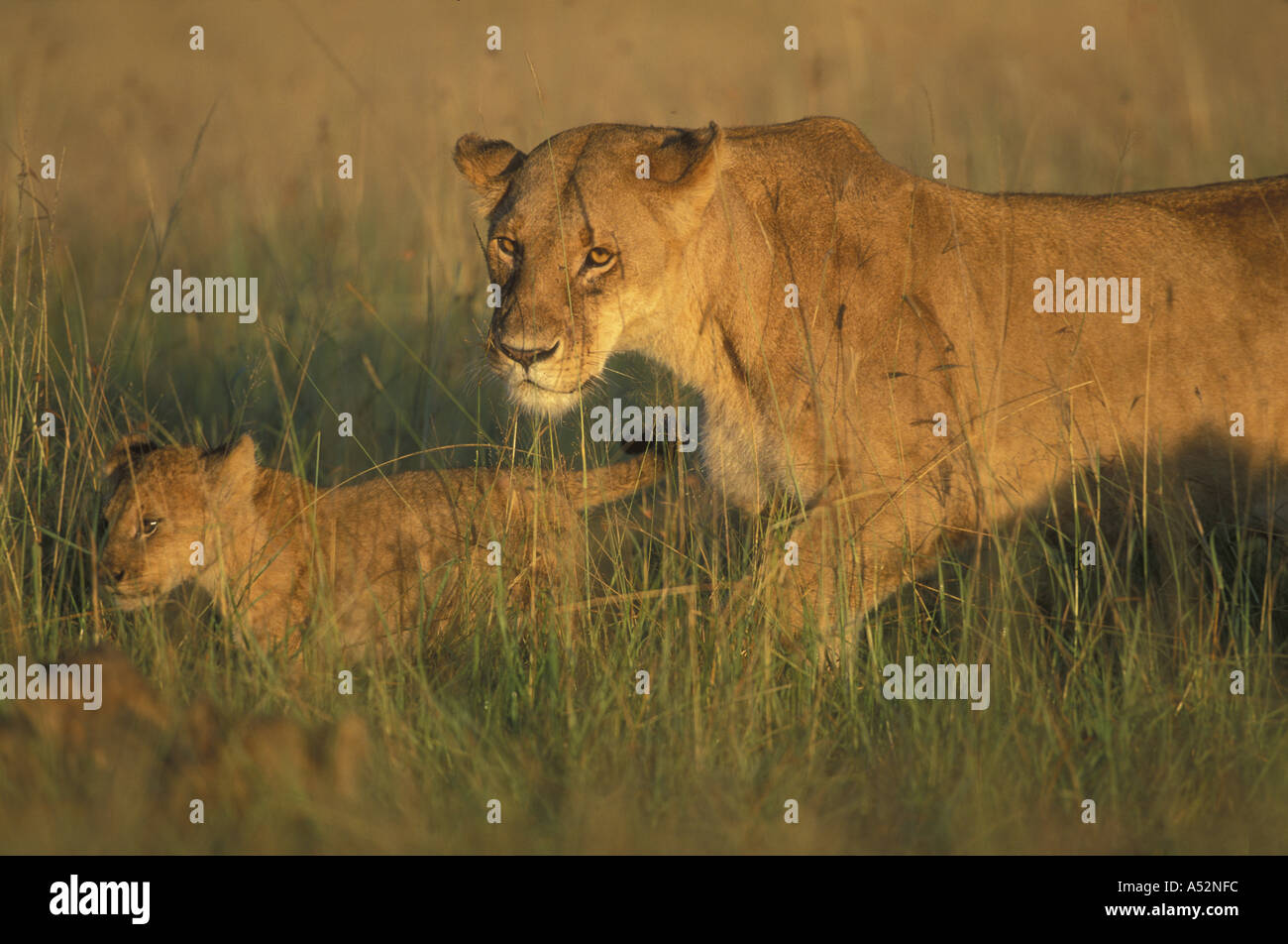 Africa Kenya Masai Mara Game Reserve Lioness Panthera leo walks with ...