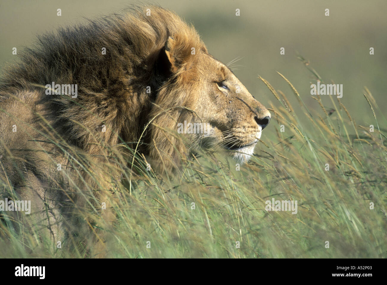 Right side profile lion head hi-res stock photography and images - Alamy