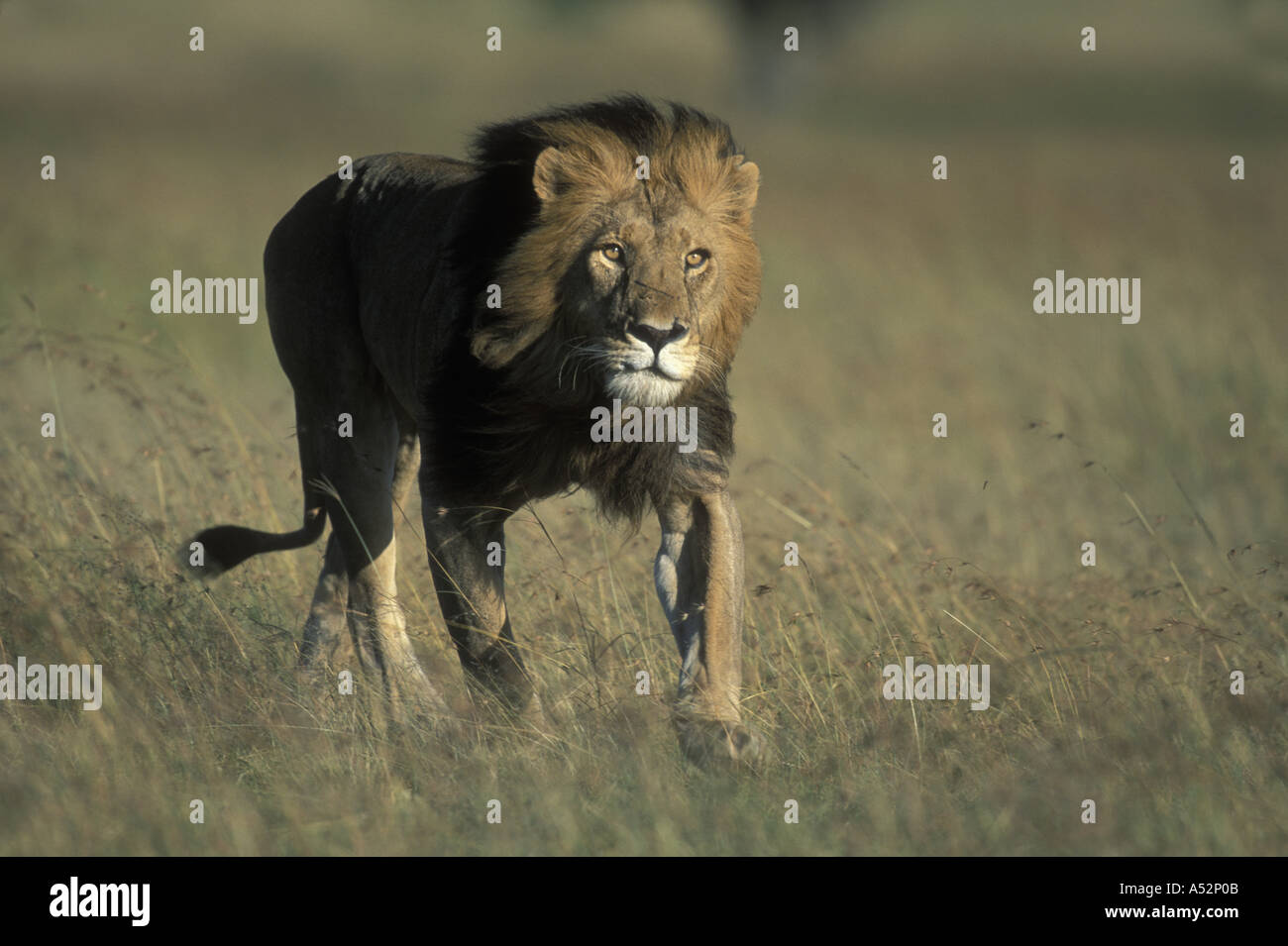 Kenya Masai Mara Game Reserve Lion Panthera leo runs through tall grass ...