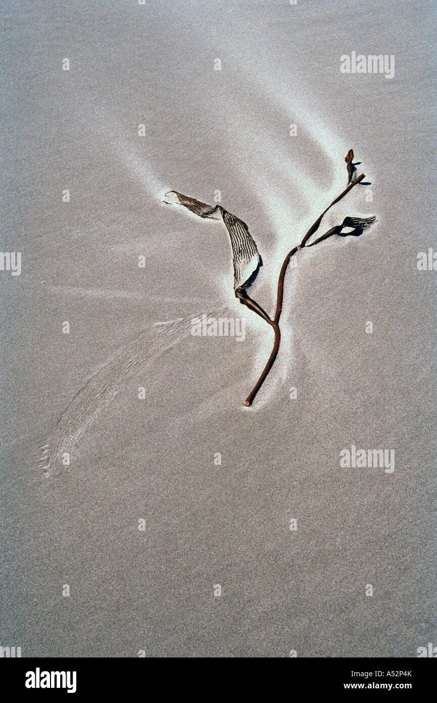 Seaweed in sand Stock Photo Alamy