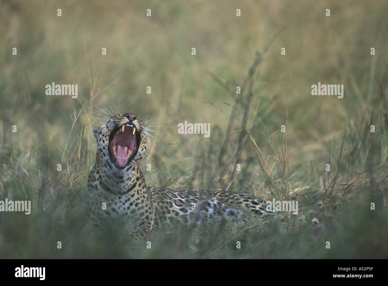 Africa Kenya Masai Mara Game Reserve Adult Female Leopard Panthera ...