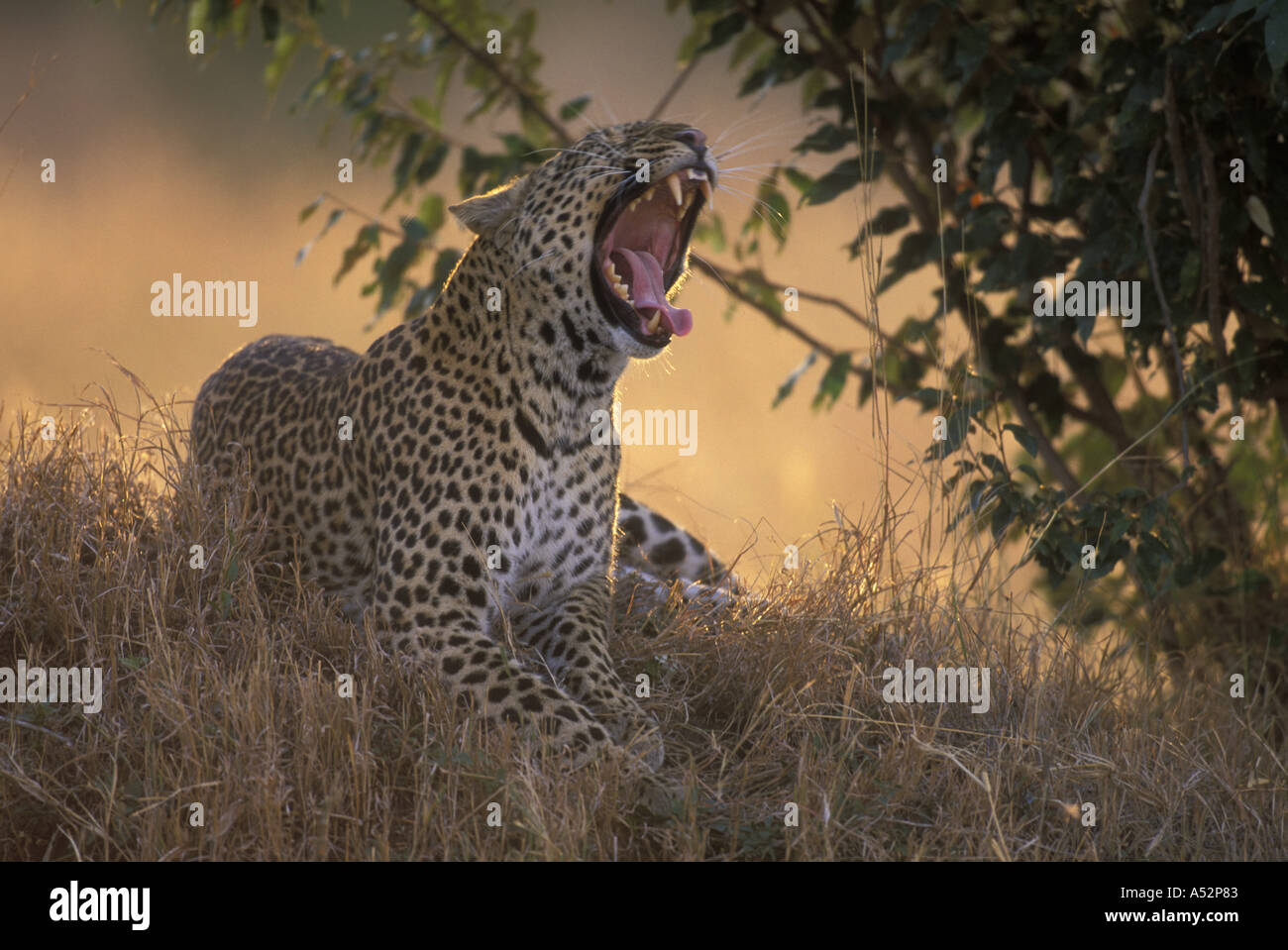 Africa Kenya Masai Mara Game Reserve Adult Female Leopard Panthera ...