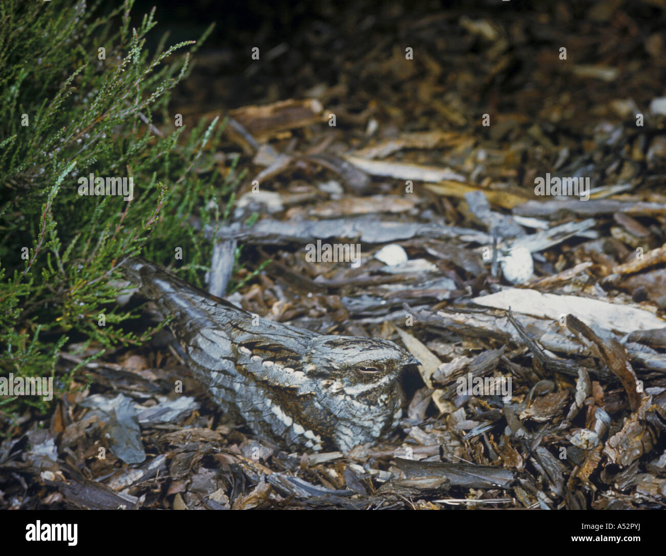 Common Nightjar Caprimulgus europaeus Sitting dried leaves bark ...