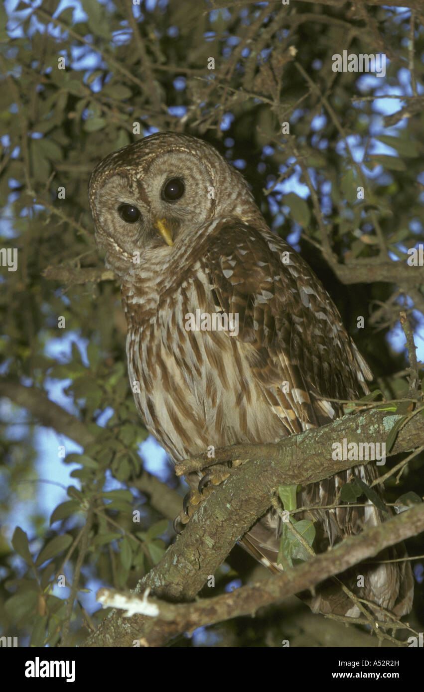 Barred Owl Strix varia In tree Florida Stock Photo Alamy