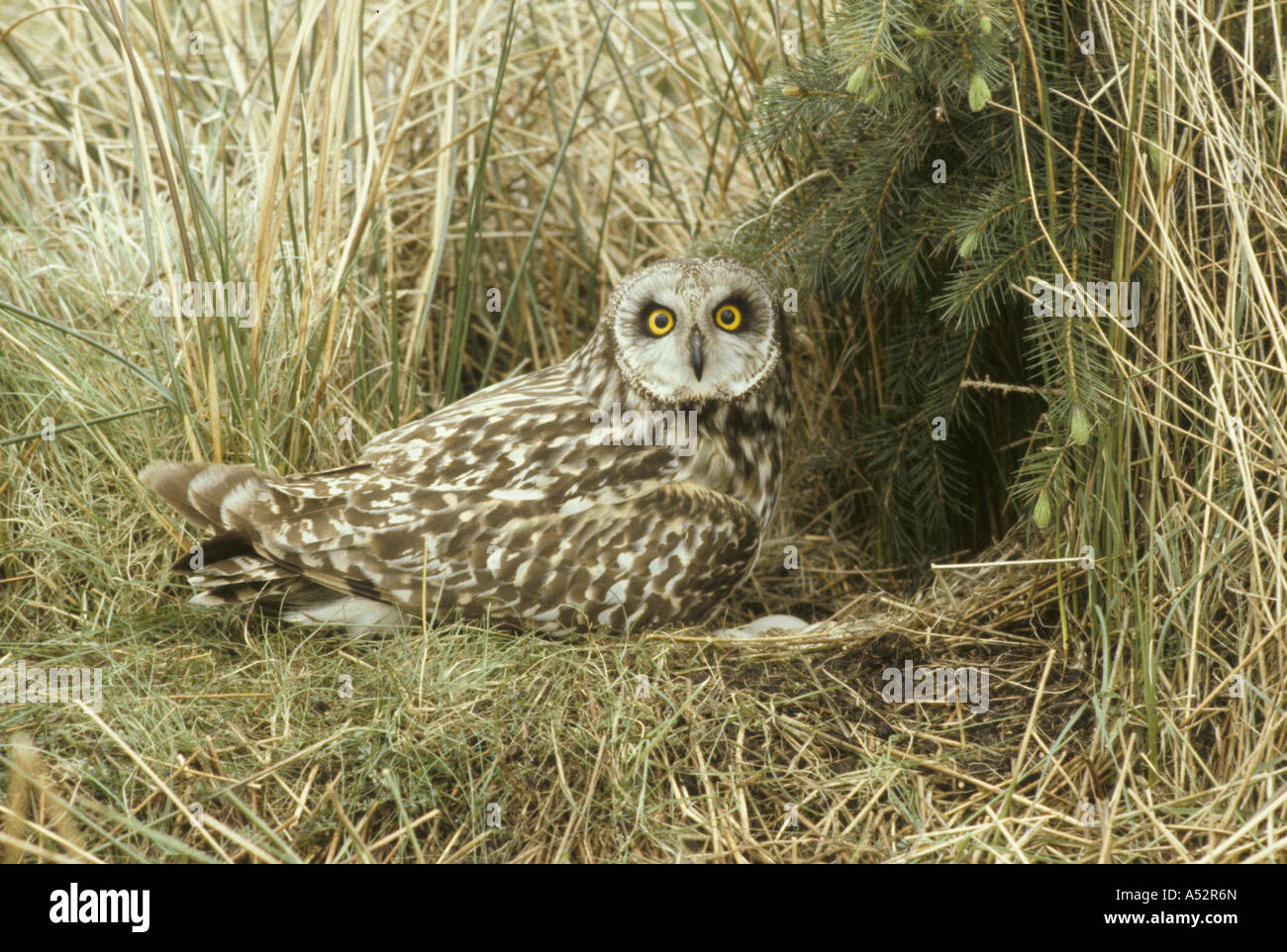 Short eared Owl Asio flammeus standing on ground next to nest Stock Photo -  Alamy