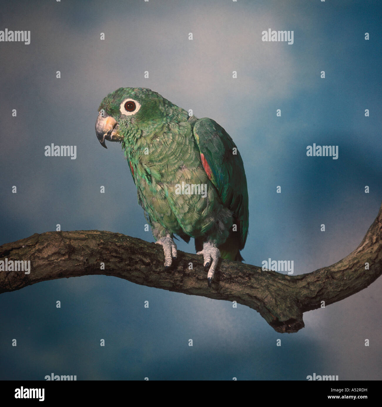 Mealy Amazon Parrot Amazona farinosa Stock Photo