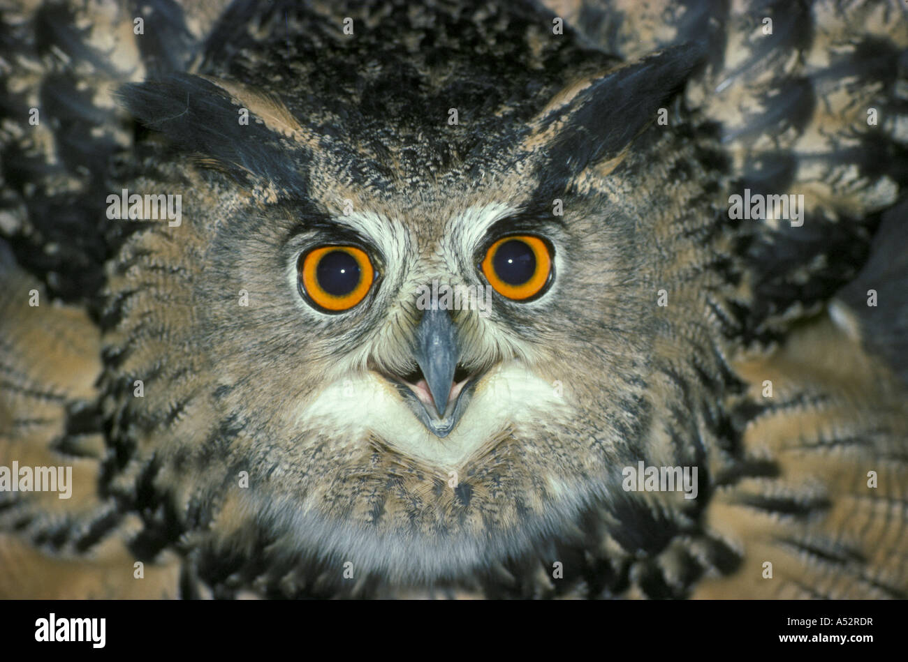 Eagle Owl Bubo bubo female aggressive display Stock Photo Alamy