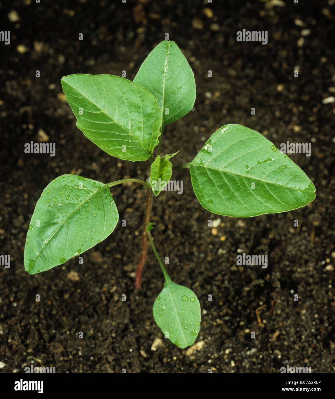 Common Amaranth or pigweed Amaranthus retroflexus seedling with four true leaves Stock Photo