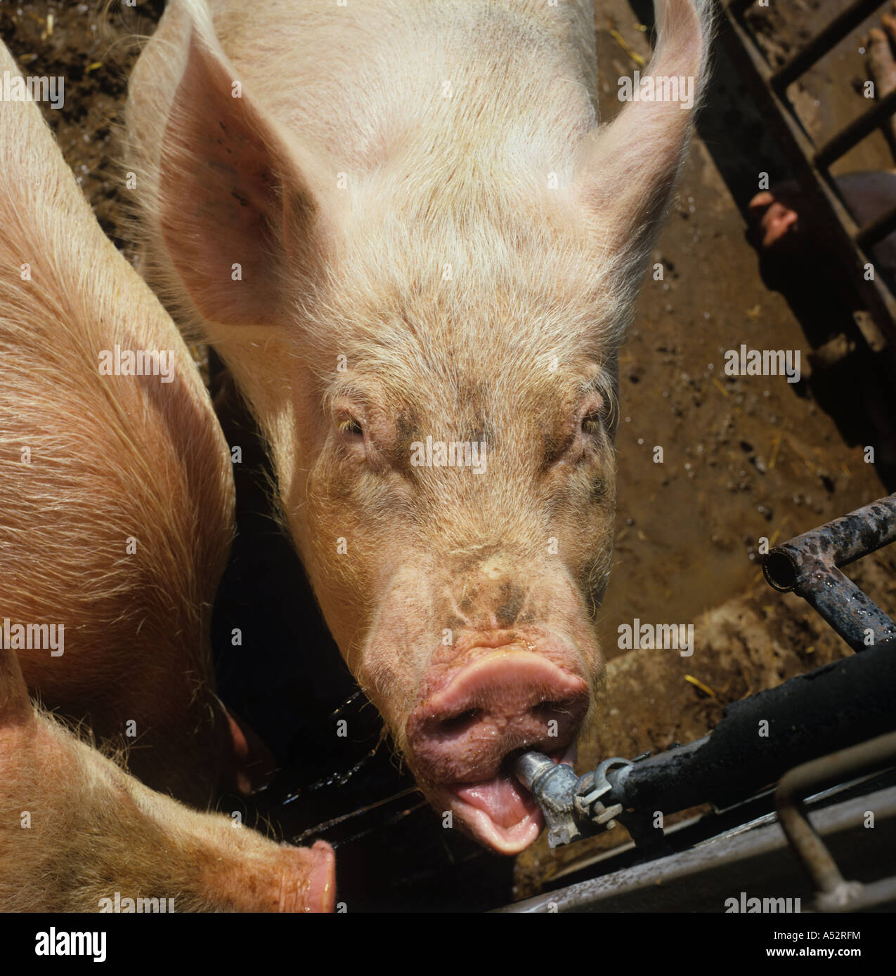 Large white sow drinking from an automatic waterline feeder Stock Photo
