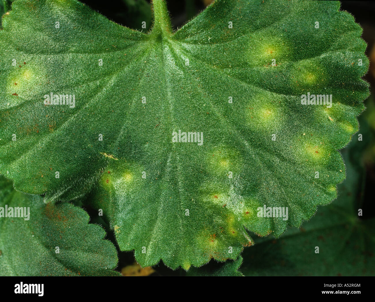 Pelargonium rust Puccinia pelargoni zonalis necrosis on upper surface of a pelargonium leaf Stock Photo