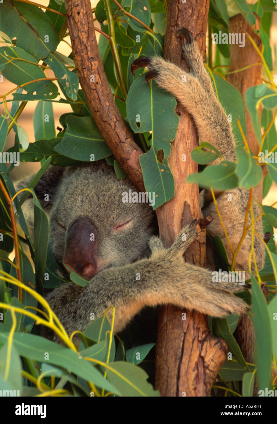 Koala, Australia II Stock Photo