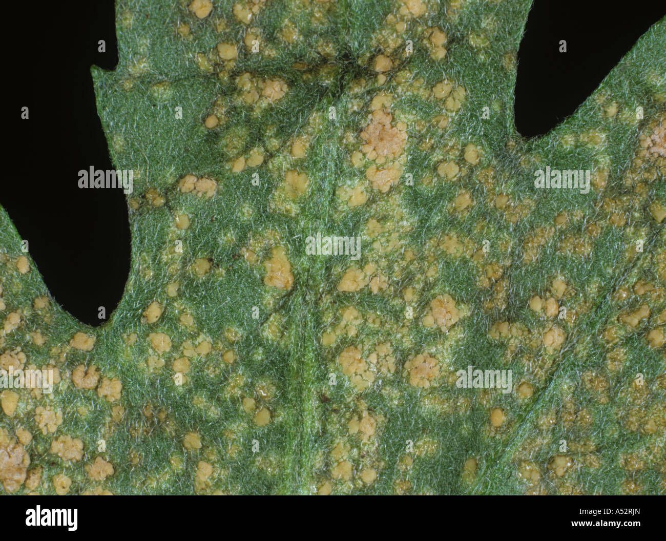 White rust Puccinia horiana on the underside of a Chrysanthemum leaf Stock Photo