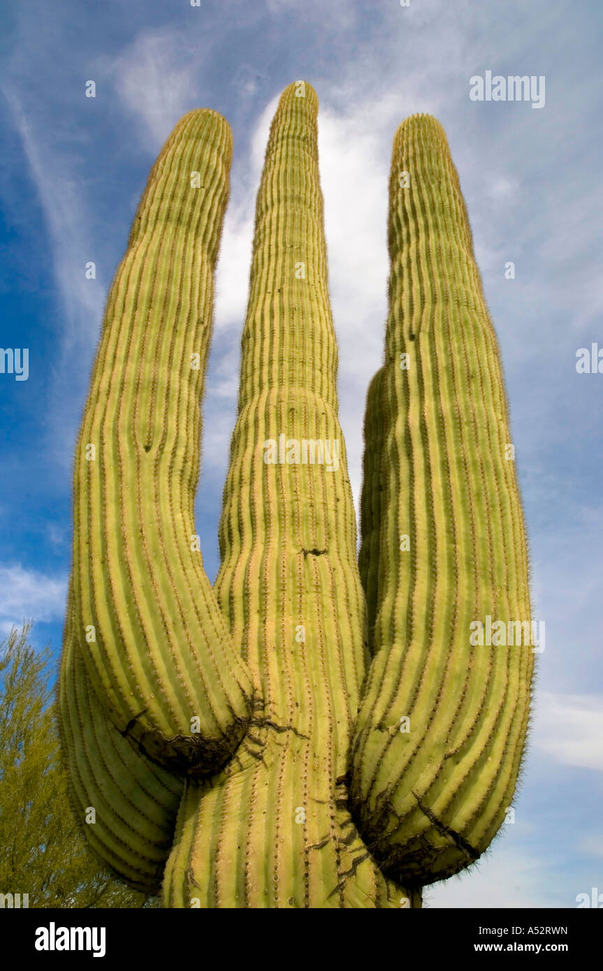 A tall saguaro cactus. Full description below. Stock Photo