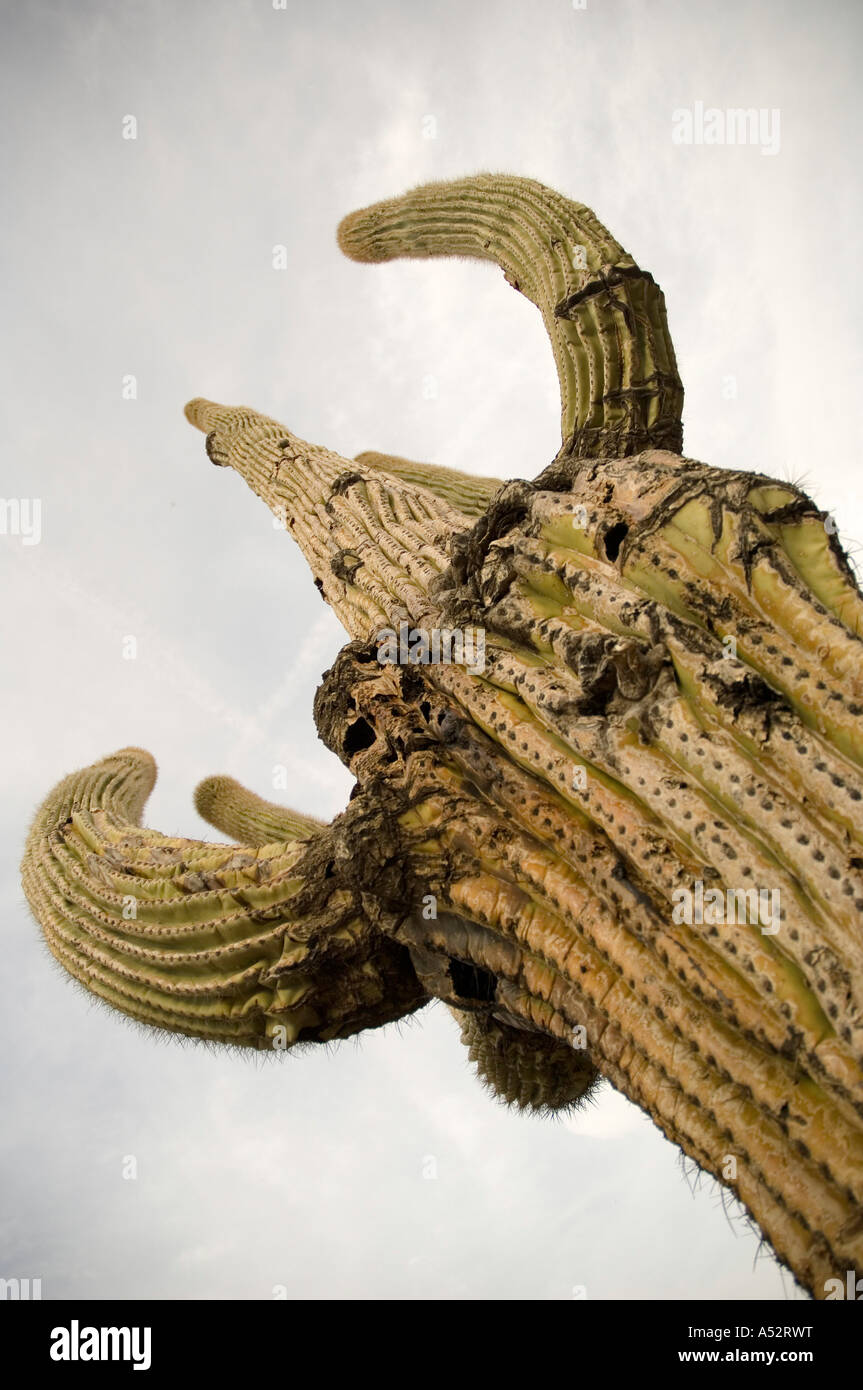 A tall, old, and gnarled saguaro cactus beneath a gray Arizona sky. Full description below. Stock Photo
