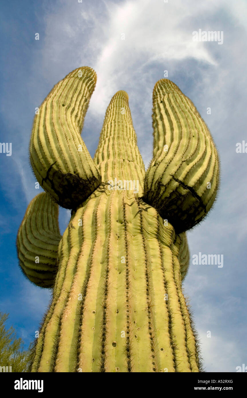 A tall saguaro cactus in the Arizona desert. Full description below. Stock Photo
