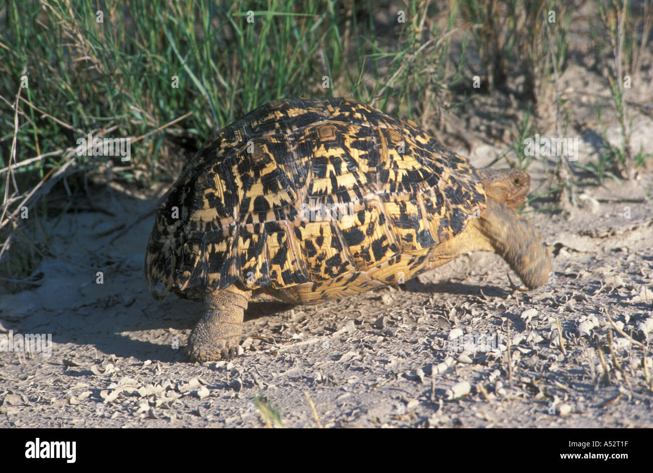 Lepard turtle leopard turtoise Testudo pardalis rainy season Etosha National park Namibia Africa Stock Photo