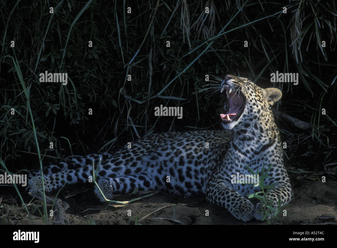 Africa Kenya Masai Mara Game Reserve Leopard Panthera pardus bares ...