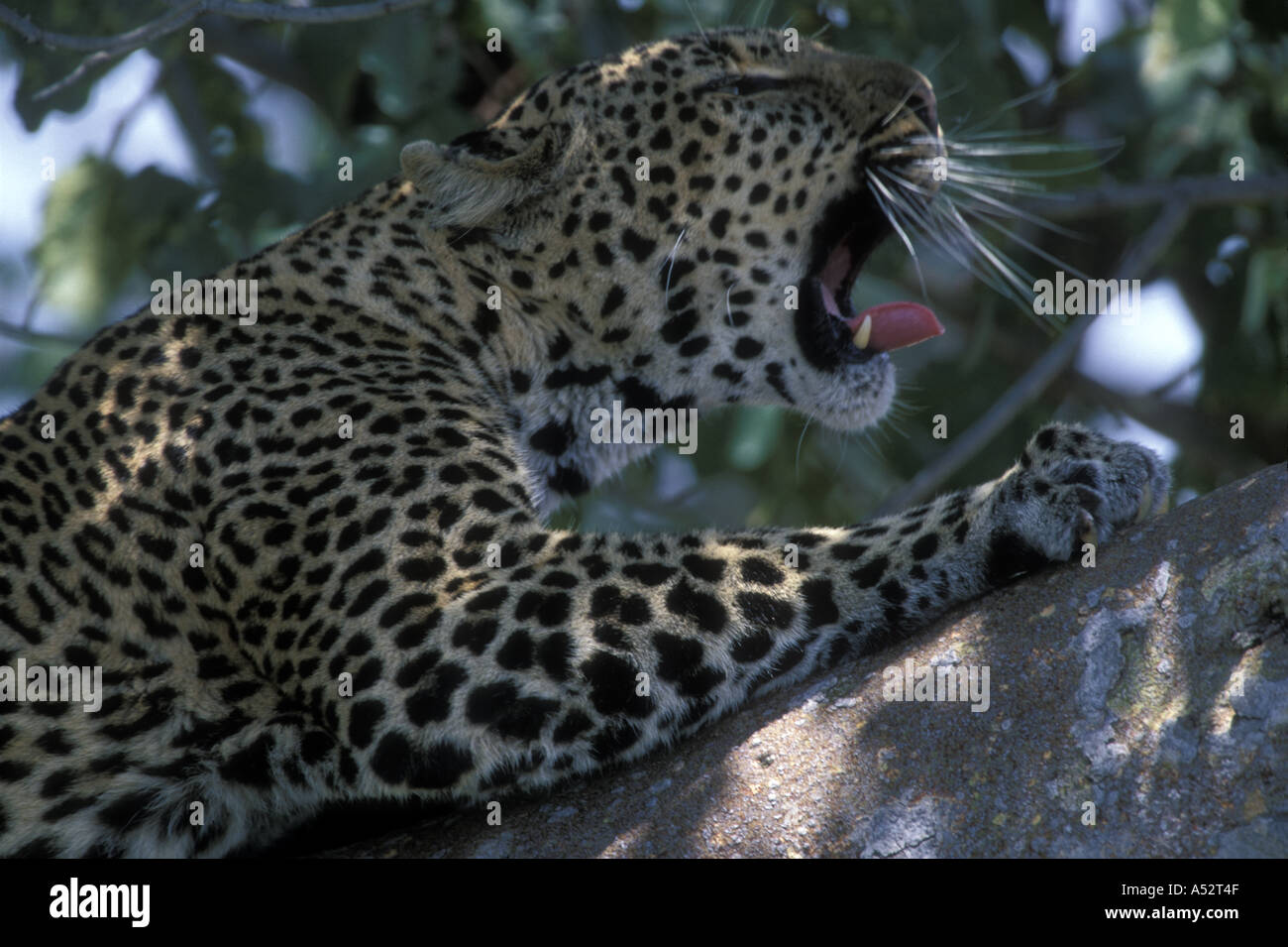 Africa Kenya Masai Mara Game Reserve Leopard Panthera pardus bares ...