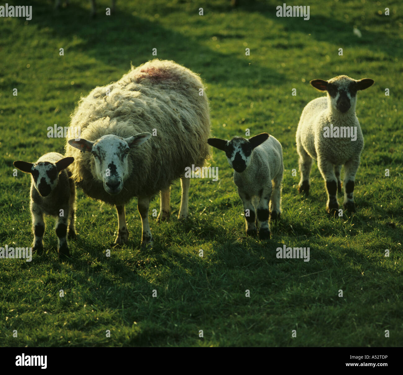 Mule ewe with three lambs backlit by evening sunshine Stock Photo