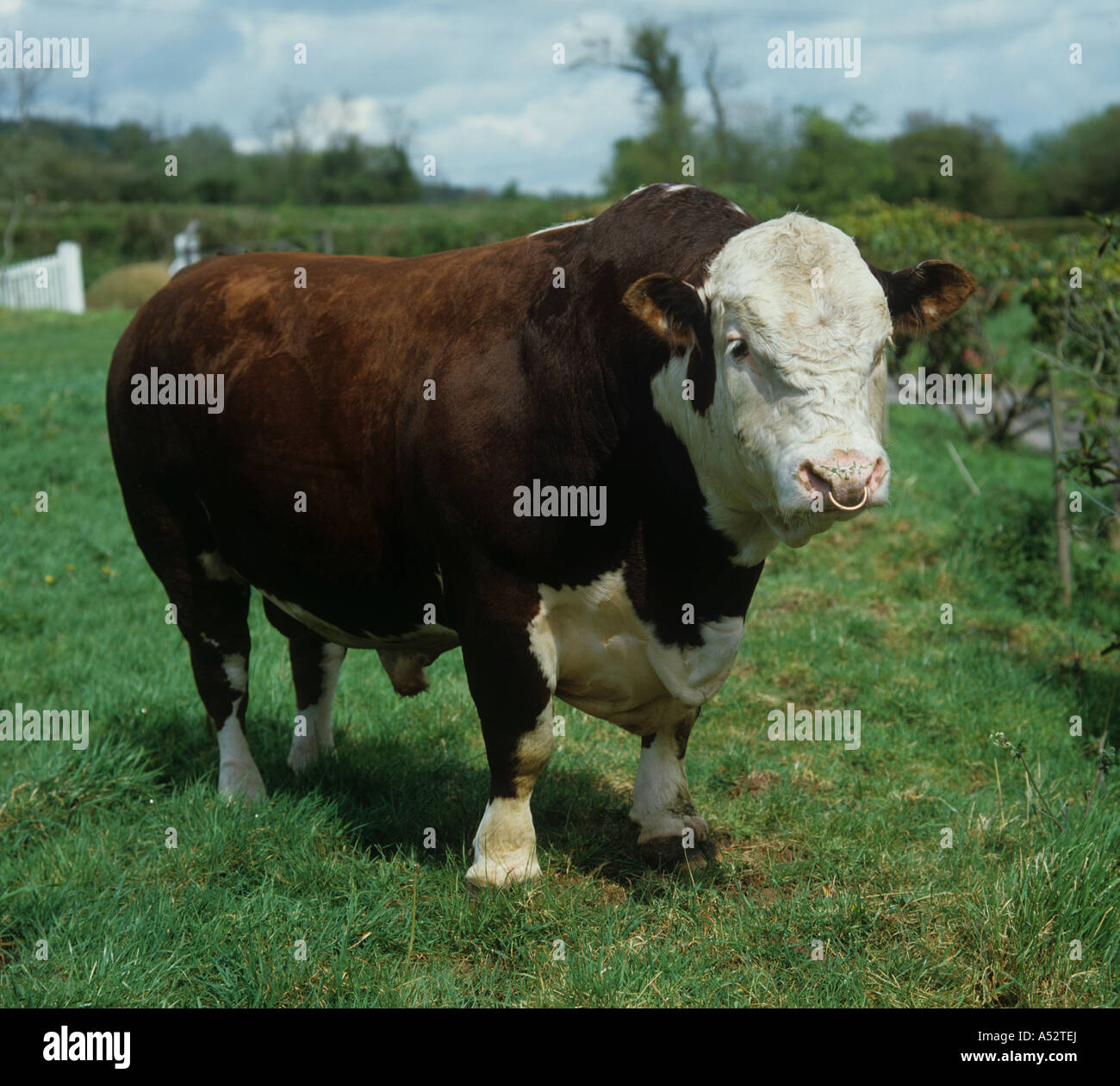 Pedigree Hereford bull on grass Devon Stock Photo
