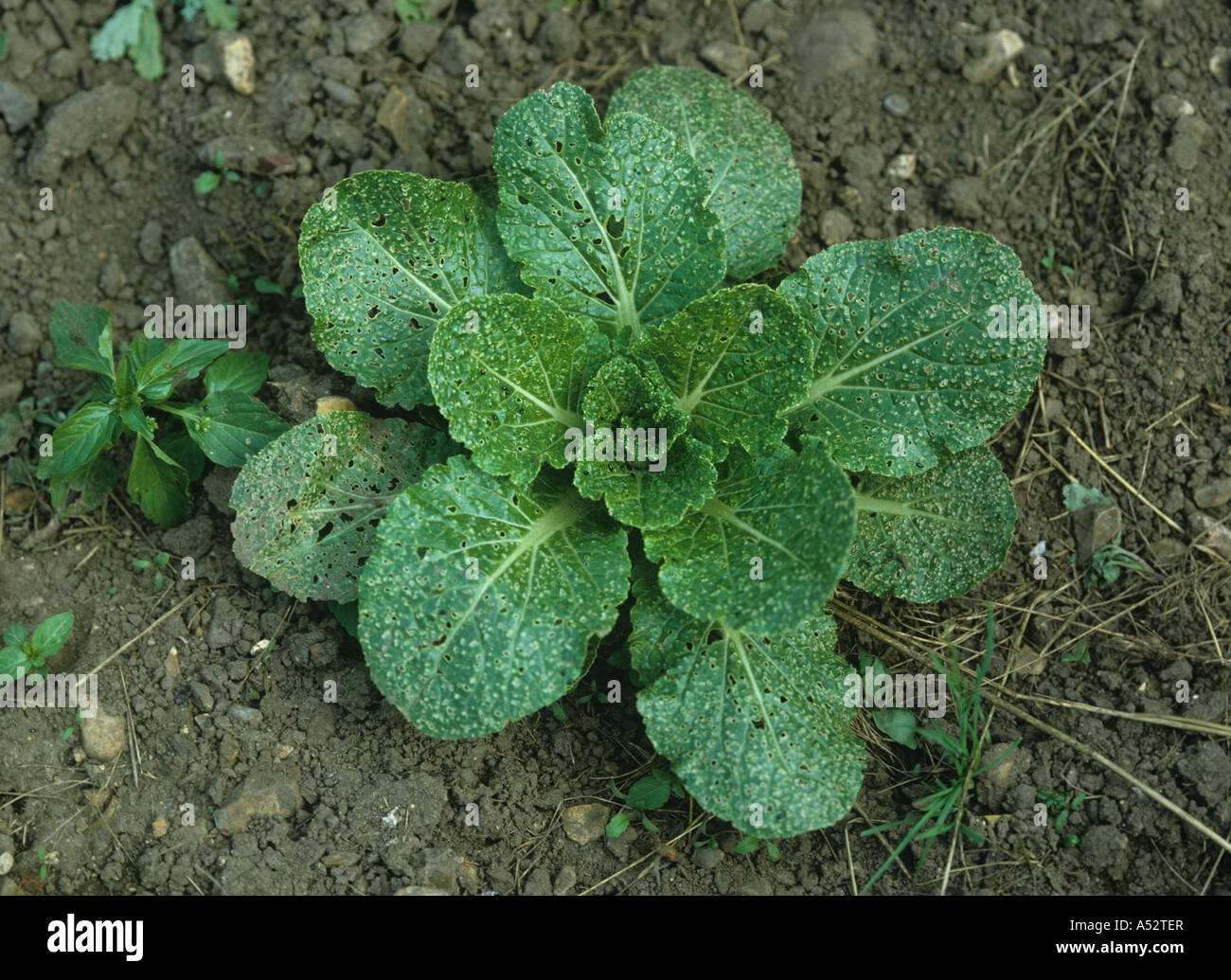 Severe damage to a brassica plant caused by flea beetle Phyllotreta sp feeding Stock Photo