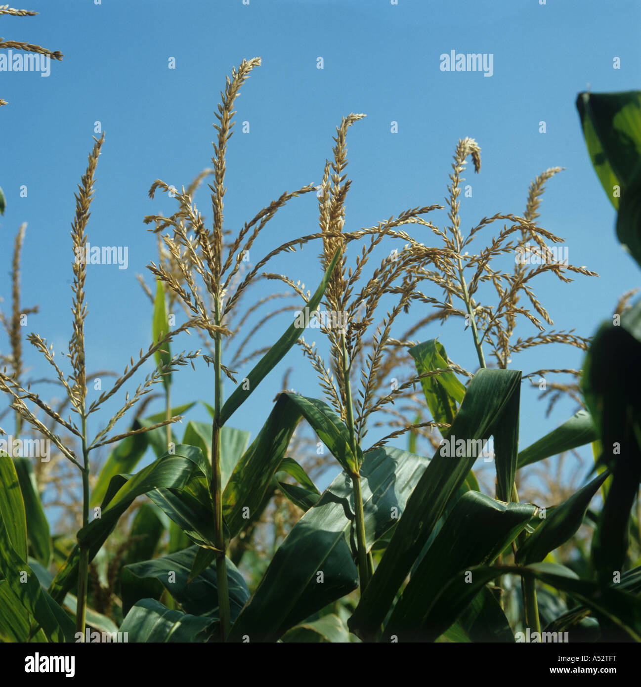 Male tassels flowers on maturing maize Zea mays crop Stock Photo