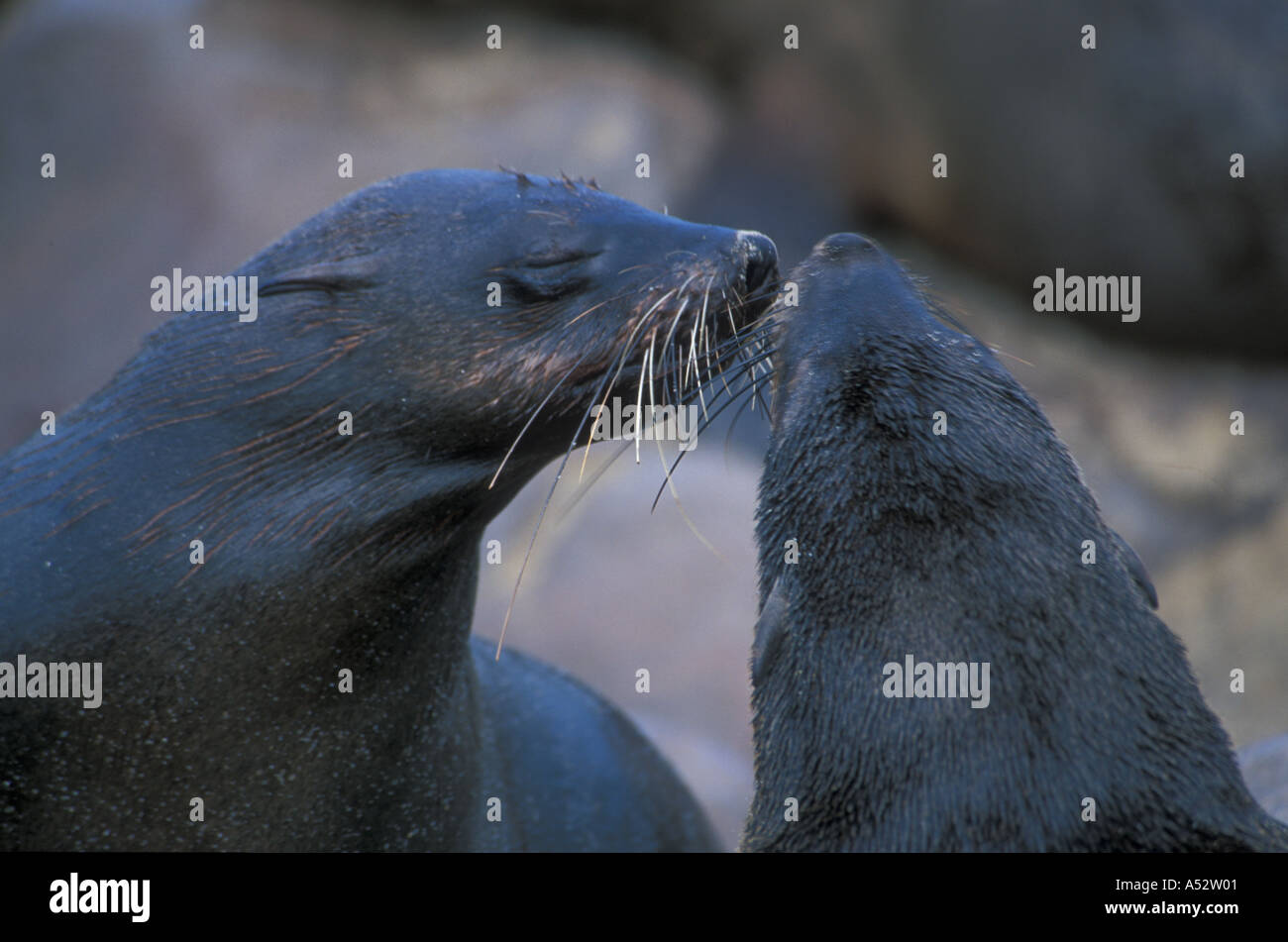 Wet fur seals Arctocephalus posillus posillus Cape Cross Atlantic ocean Namib desert Namibia Africa Stock Photo
