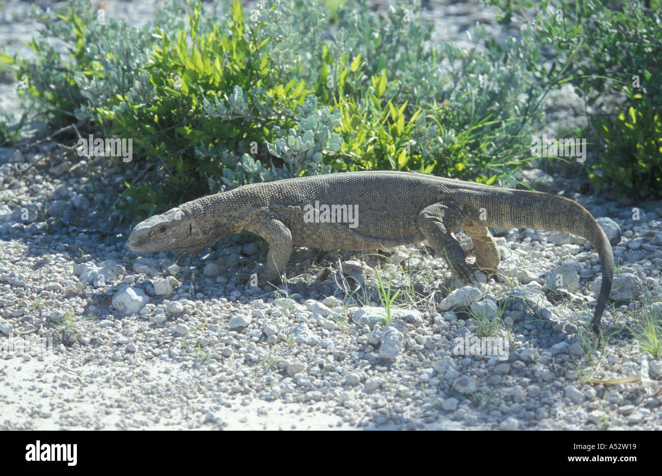 Africa lizard reptile hi-res stock photography and images - Alamy