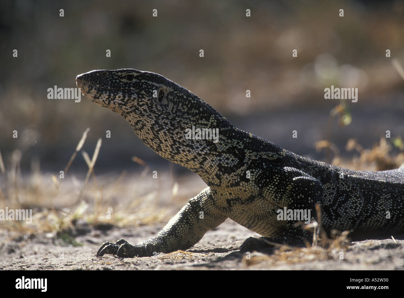 Nile monitor on ground hi-res stock photography and images - Alamy