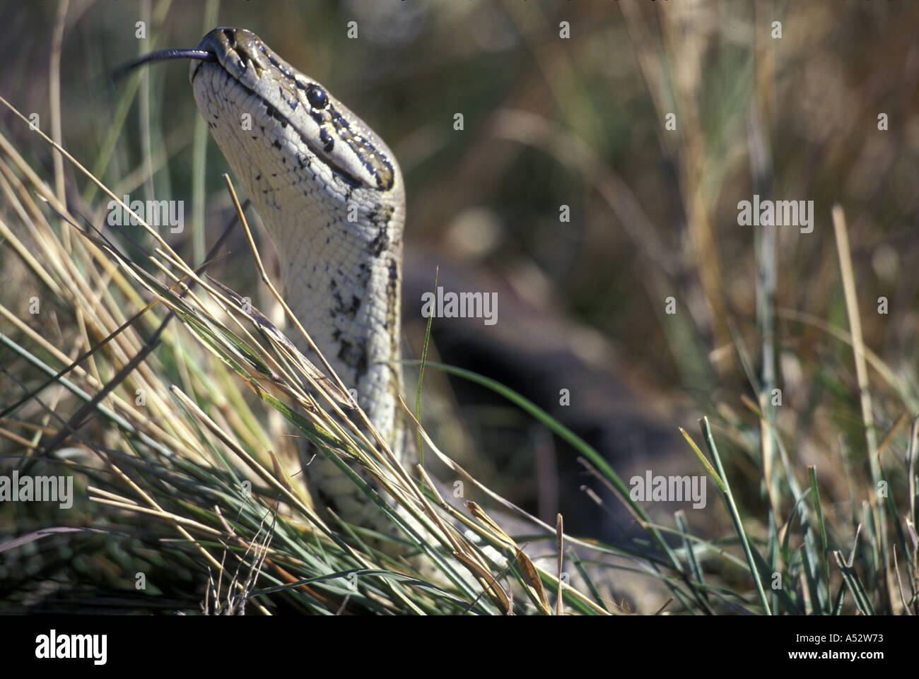 African rock python kenya hi-res stock photography and images - Alamy