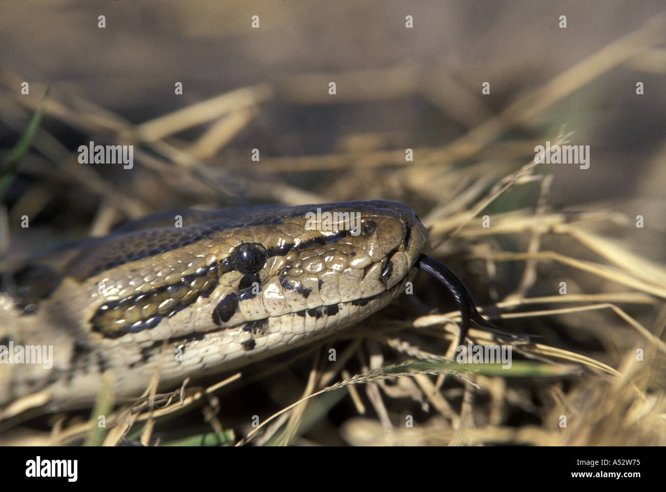 Python headshot hi-res stock photography and images - Alamy