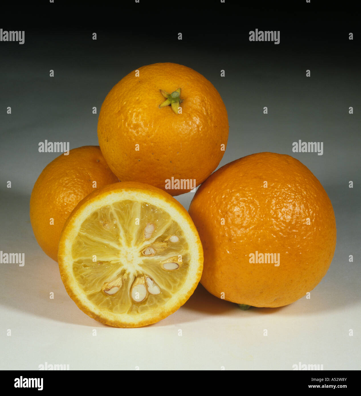 Whole and sectioned fruit of citrus Troyer Citrange hybrid Stock Photo