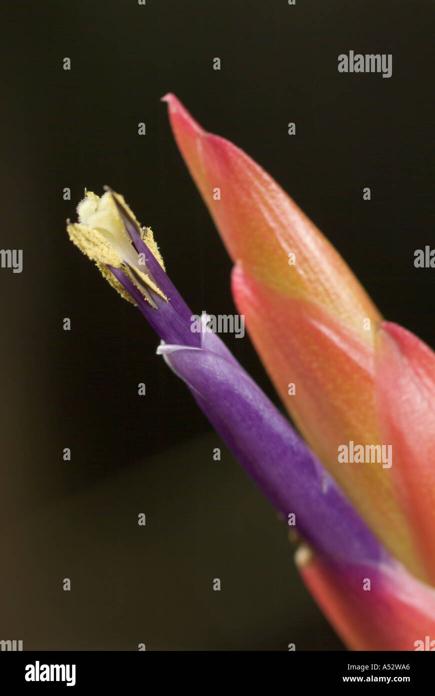 quill leaf wild pine air plant Tillandsia fasciculata flower flowering