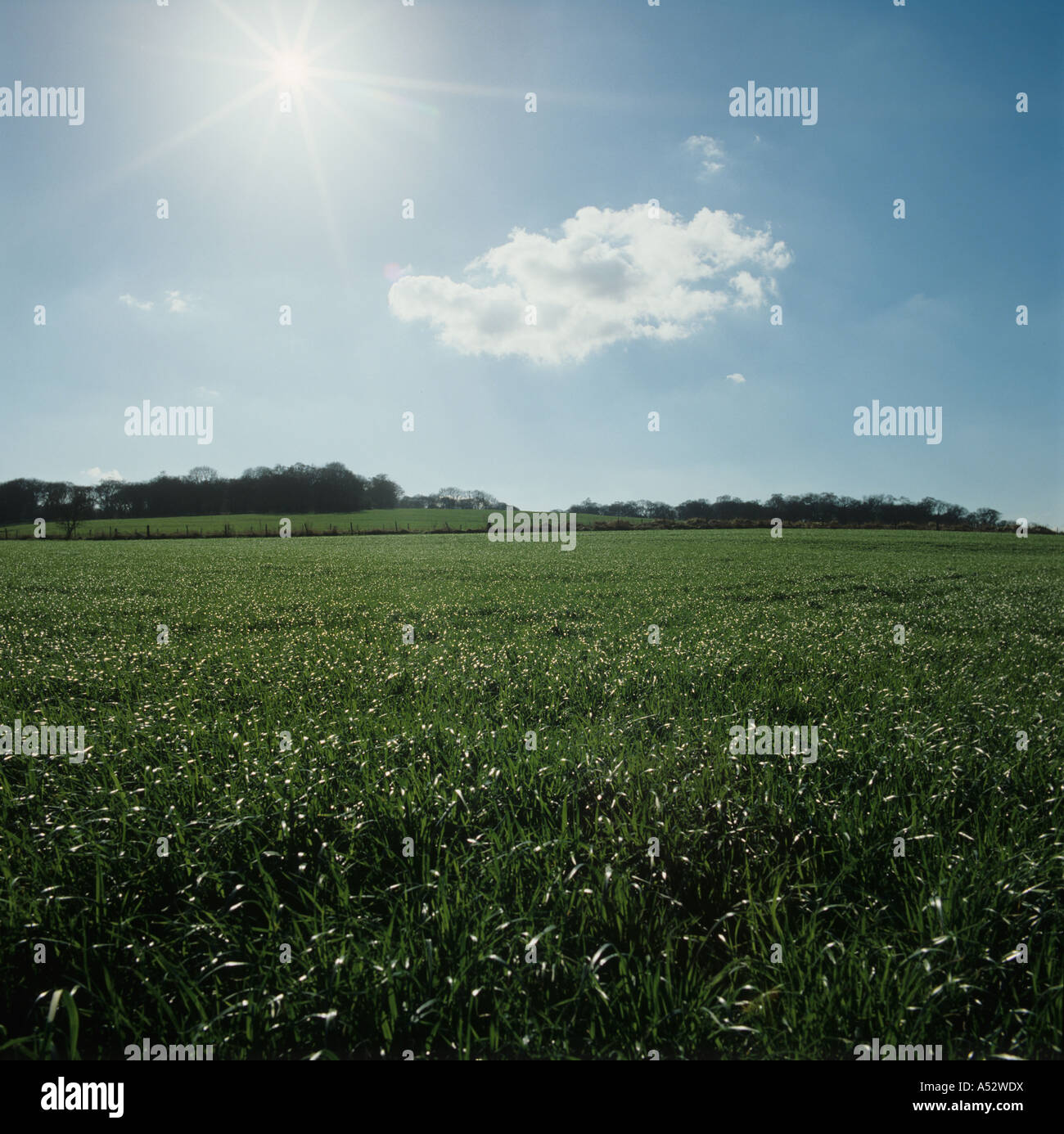 Contre jour shot of lush ryegrass ley for silage Wiltshire Stock Photo