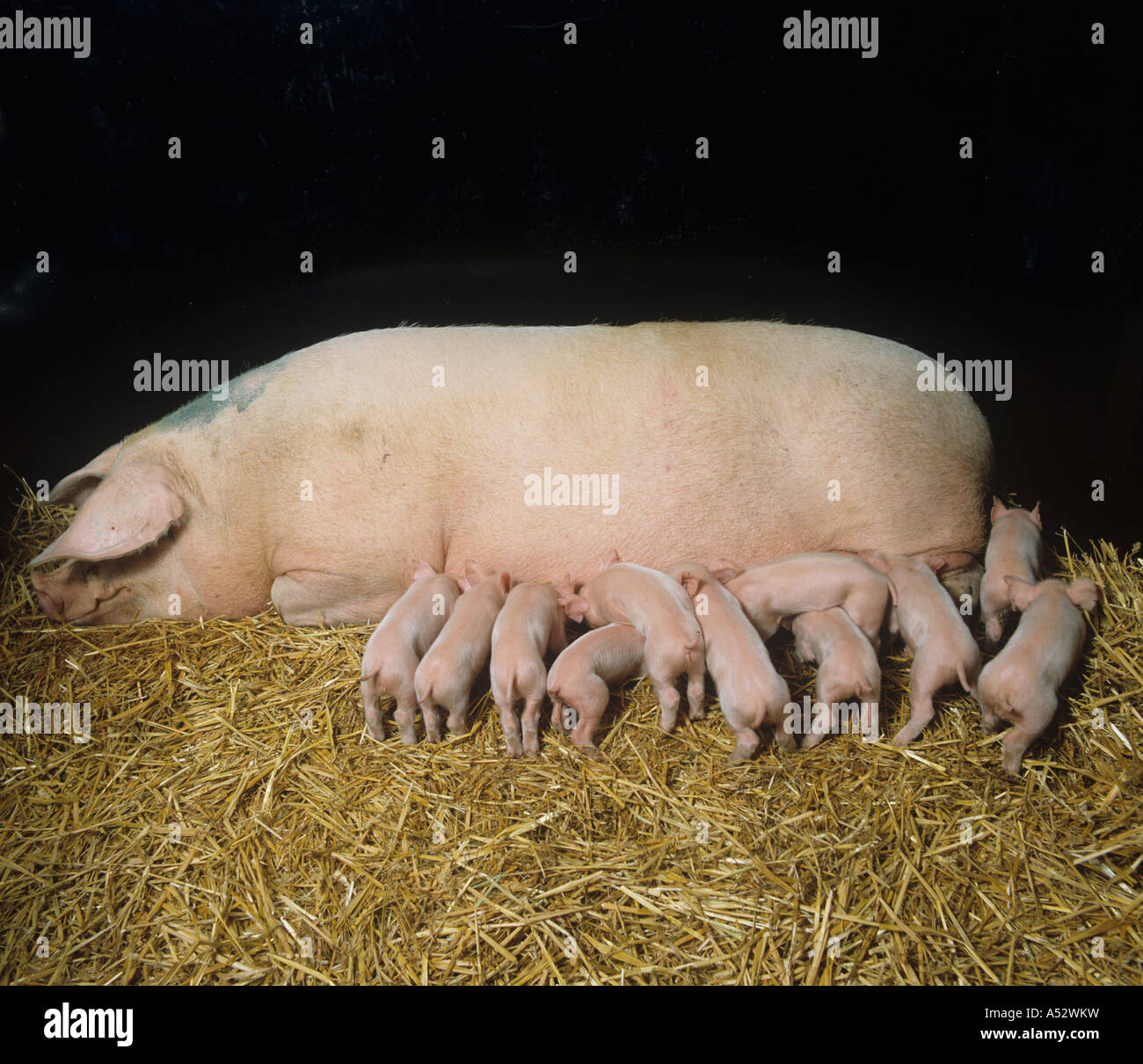 Pigs large white sow with 4 day old piglets standing lying suckling Stock Photo