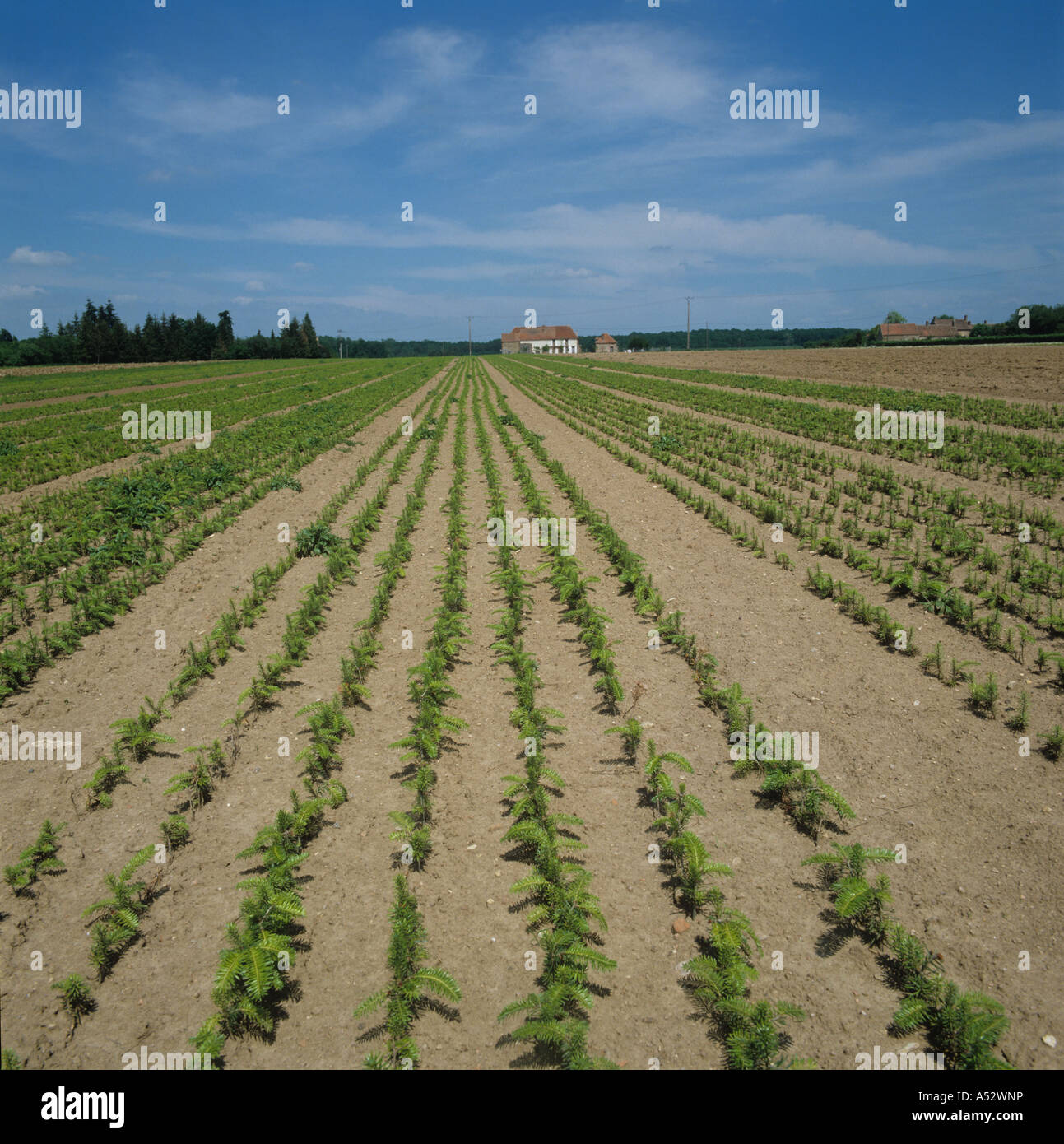 Conifer nursery with rows of young trees France Stock Photo