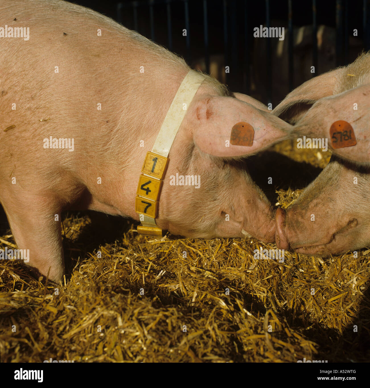 Large white sows head to head with transponder for automatic feeder Stock Photo