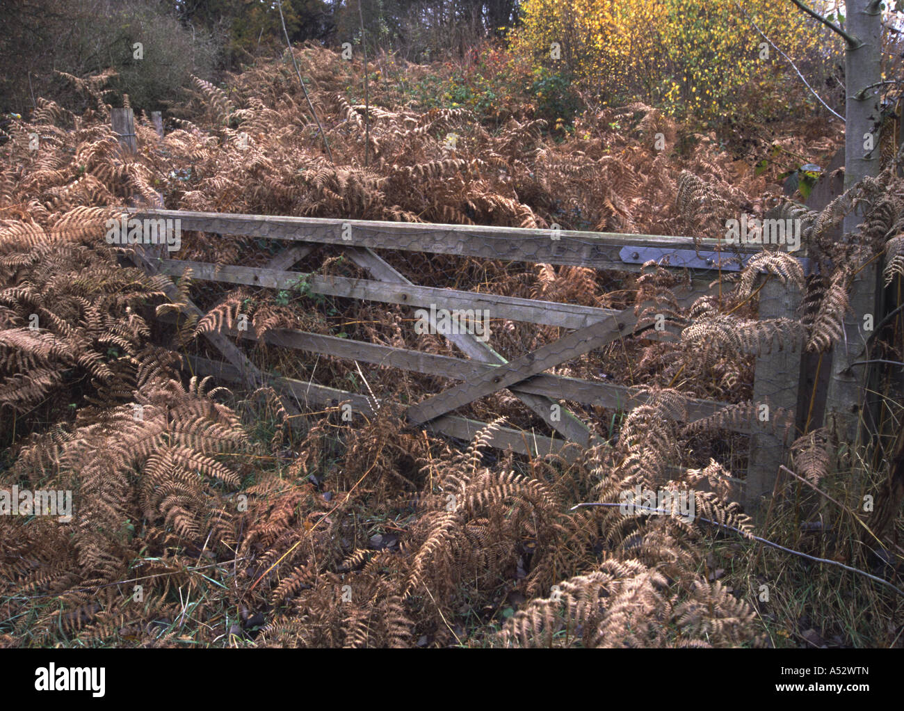 A Woodland Gate Overgrown with Brown Autumn Ferns (dryopteris dilatata), Shotover, Oxford, England Stock Photo