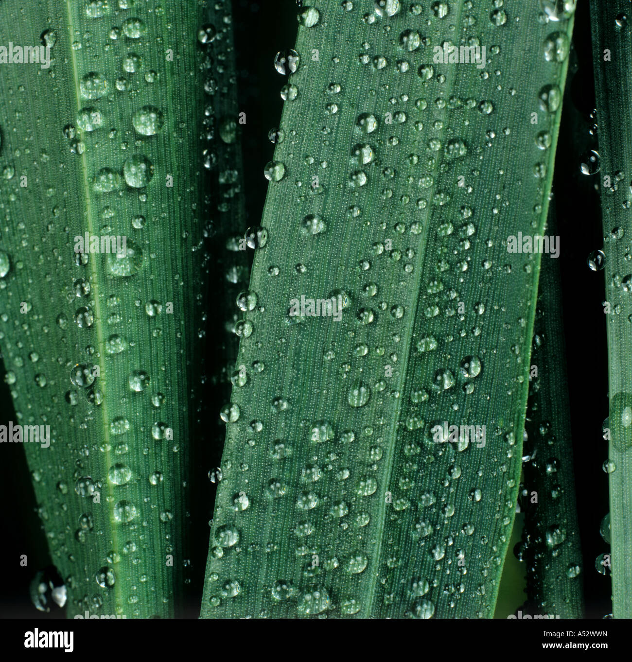Spray or water droplets on the surface of wheat leaves Stock Photo Alamy